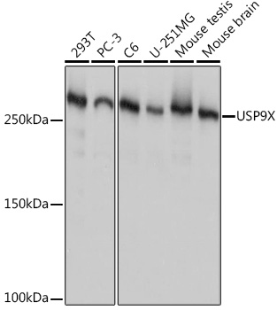 USP9X Rabbit monoclonal antibody