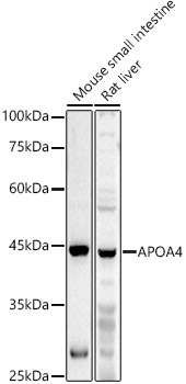 APOA4 Rabbit polyclonal antibody