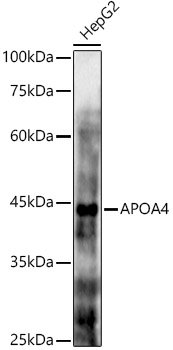 APOA4 Rabbit polyclonal antibody
