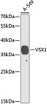 Western blot - VSX1 Rabbit pAb (A9800)