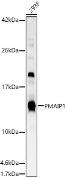 PMAIP1 Rabbit polyclonal antibody