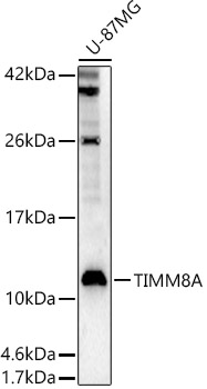 TIMM8A Rabbit polyclonal antibody
