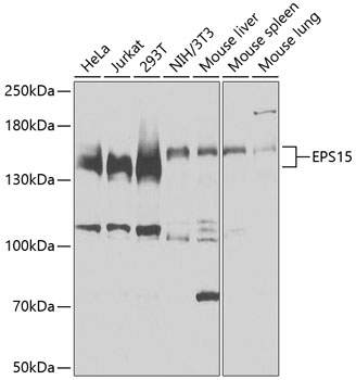 EPS15 Rabbit polyclonal antibody