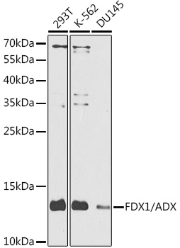 FDX1/ADX Rabbit pAb