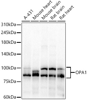 OPA1 Rabbit polyclonal antibody