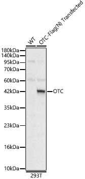 OTC Rabbit polyclonal antibody
