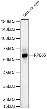 RPE65 Rabbit polyclonal antibody