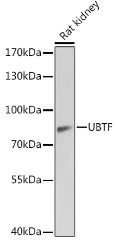 UBTF Rabbit polyclonal antibody