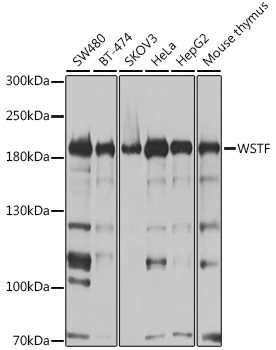 [KO Validated] WSTF Rabbit polyclonal antibody