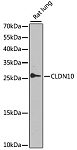 Western blot - CLDN10 Rabbit pAb (A9853)
