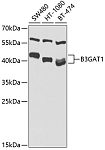 Western blot - B3GAT1 Rabbit pAb (A9871)