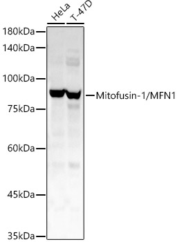 Mitofusin-1/MFN1 Rabbit polyclonal antibody