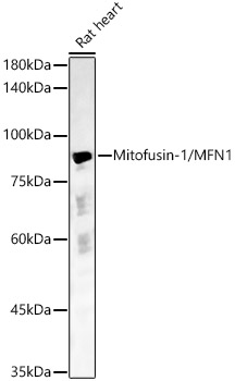 Mitofusin-1/MFN1 Rabbit polyclonal antibody