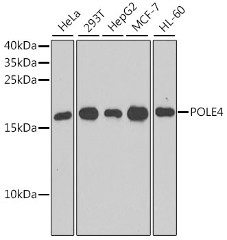 POLE4 Rabbit pAb