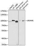Western blot - LRSAM1 Rabbit pAb (A9885)