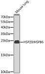 Western blot - HSP20/HSPB6 Rabbit pAb (A9887)