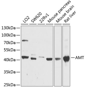 AMT Rabbit polyclonal antibody