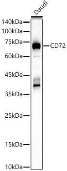 CD72 Rabbit pAb