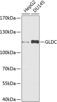 GLDC Rabbit polyclonal antibody