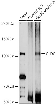 GLDC Rabbit polyclonal antibody