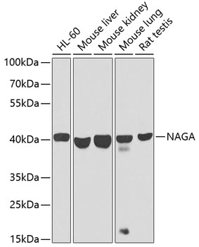 NAGA Rabbit polyclonal antibody