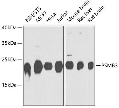 PSMB3 Rabbit polyclonal antibody