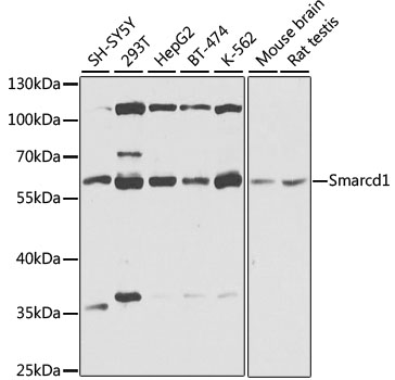 BAF60a Rabbit polyclonal antibody