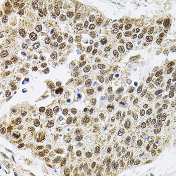 BAF60a Rabbit polyclonal antibody