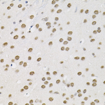 BAF60a Rabbit polyclonal antibody