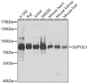 SUPV3L1 Rabbit polyclonal antibody
