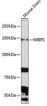 Western blot - NRIP1 Rabbit pAb (A9955)