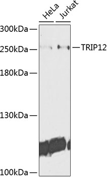 TRIP12 Rabbit polyclonal antibody