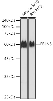 FBLN5 Rabbit polyclonal antibody