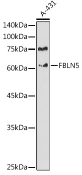 FBLN5 Rabbit polyclonal antibody
