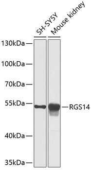 RGS14 Rabbit polyclonal antibody