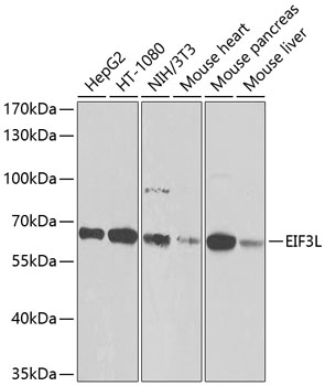 EIF3L Rabbit polyclonal antibody