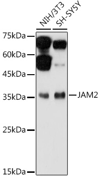 JAM2 Rabbit polyclonal antibody