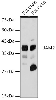 JAM2 Rabbit polyclonal antibody