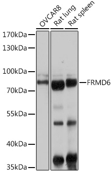 FRMD6 Rabbit polyclonal antibody