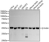 Western blot - β-Actin Rabbit pAb (AC006)