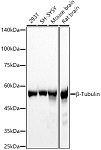 Western blot - β-Tubulin Rabbit pAb (AC008)
