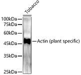 Western blot - Actin (plant specific) Rabbit pAb (AC022)