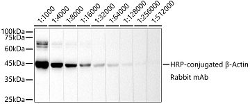 Western blot - HRP-conjugated β-Actin Rabbit mAb (AC028)