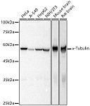 Western blot - α-Tubulin Rabbit pAb (AC031)