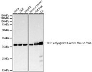 Western blot - HRP-conjugated GAPDH Mouse mAb (AC035)