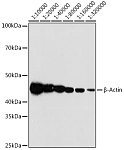 Western blot - β-Actin Rabbit mAb (AC038)