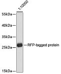 Western blot - Mouse anti RFP-Tag mAb (AE020)