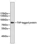 Western blot - Mouse anti TAP-Tag mAb (AE021)