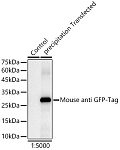 Western blot - HRP-conjugated Mouse anti GFP-Tag mAb (AE030)