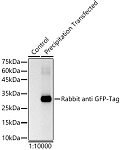 Western blot - HRP-conjugated Rabbit anti GFP-Tag mAb (AE031)